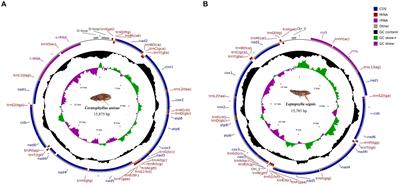 Complete mitogenomes characterization and phylogenetic analyses of Ceratophyllus anisus and Leptopsylla segnis